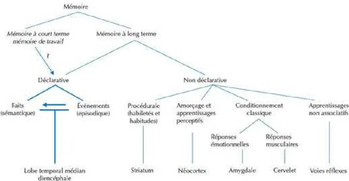 Figure 1 : représentation modulaire de la mémoire (Lieury, 2011 :12) 