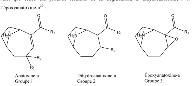 Figure 1-2. Structure générale de l’anatoxine-a et de ses dérivés 