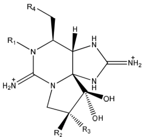 Figure 1-3. Structure générale de la saxitoxine et de ses dérivés 