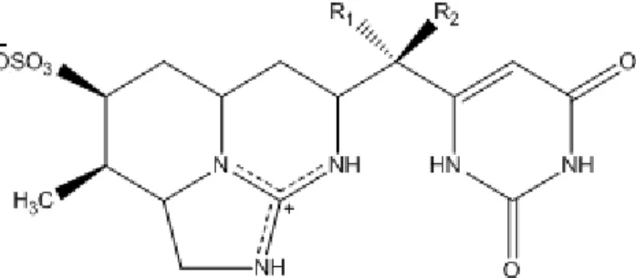 Figure 1-4. Structure générale de la cylindrospermopsine et de ses dérivés 