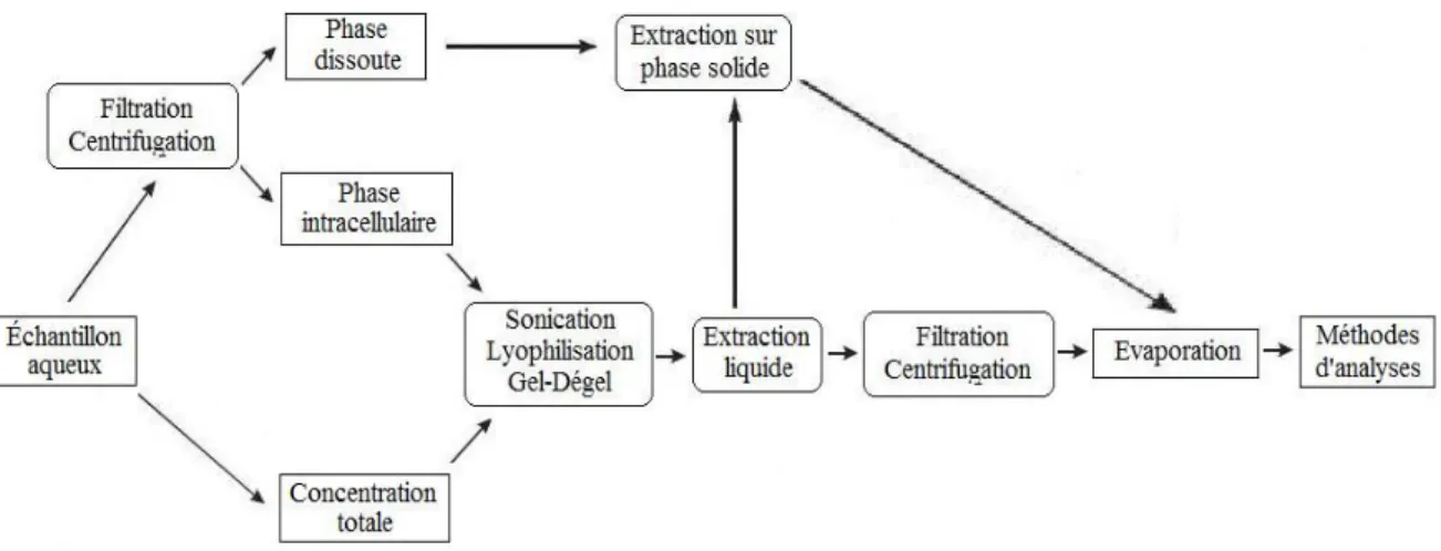 Figure 1-5. Préparation de l'échantillon avant l'analyse  1.7.2. Méthodes d’analyse des cyanotoxines 