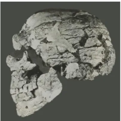 Figure 1: vue latérale gauche de la tête osseuse de Skhūl IV (McCown et Keith 1939). 