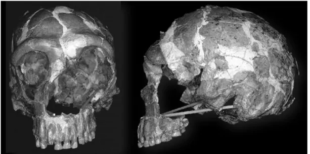 Figure 3: face et vue latérale gauche de la tête osseuse de Tabūn C1 (A.-m. Tillier) 