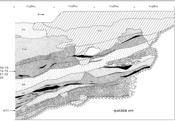 Figure 6: stratigraphie du site de Qafzeh indiquant les niveaux ayant livré des fossiles humains et  quelques sépultures (Bar Yosef-Mayer et al