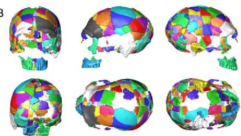 Figure 9: reconstruction 3D des différents fragments osseux composant le crâne d’Amud 1  (Amano et al
