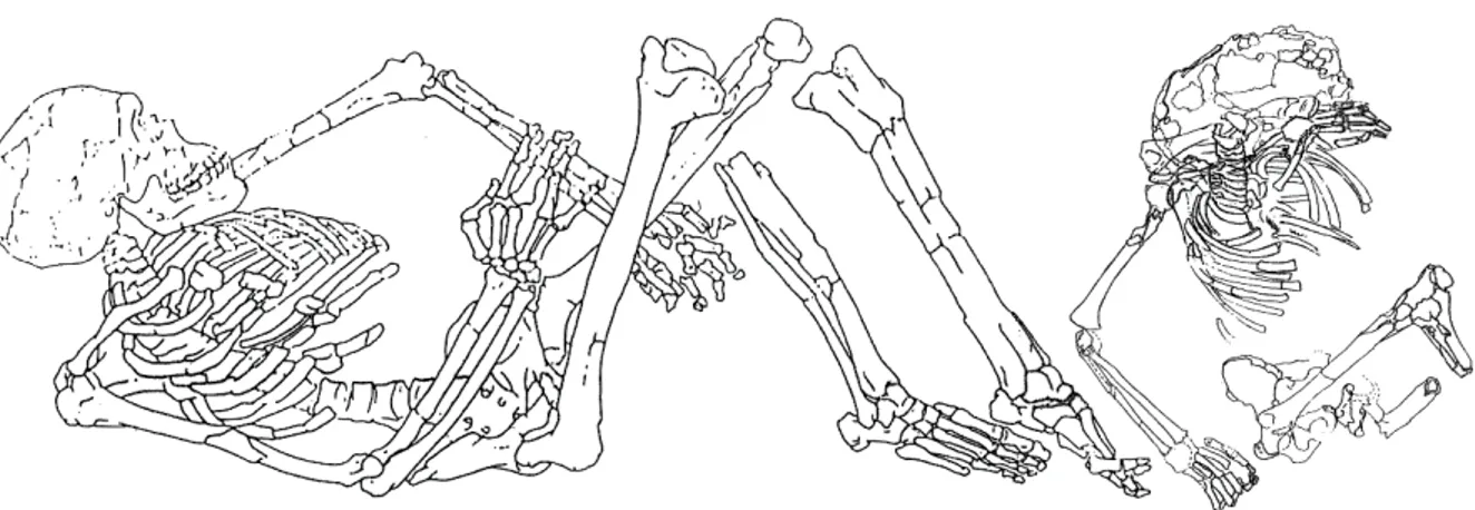 Figure 11: relevé de la sépulture double avec les individus Qafzeh 9 et 10 (d’après un dessin de  Dominique Visset ; Tillier 1995) 