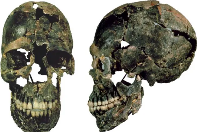 Figure 12 : bloc crânio-facial et mandibule de Qafzeh 9 en vue de face et de profil gauche (photos M