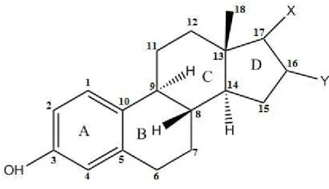 Figure 1 - La structure de quatre anneaux communs pour les œstrogènes. 