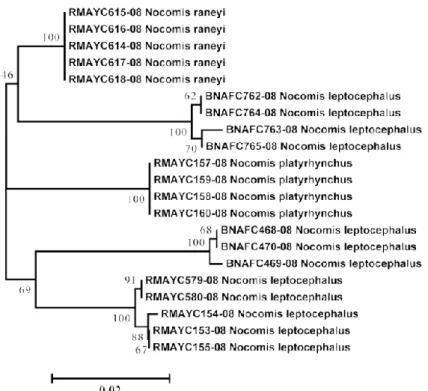 Figure  2.1  Neighbor  joining  tree  that  shows  the  relationships  among  615  pb  COI  sequences  from  3  species  of  the  genus  Nocomis, producing 5 divergent clusters