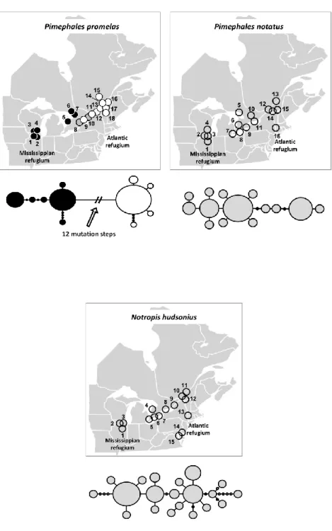 Figure 4.1 Map of samples localities (above) and mtDNA haplotype network (below) for each taxon