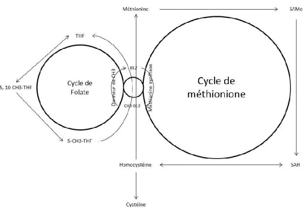 Figure  2.6.  Présentation  schématique  du  cycle  de  la  méthionine  et  l’adaptation  avec le cycle des folates (inspirée et adaptée de Finkelstein and Martin, 2000)
