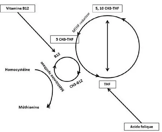 Figure  2.7.  Présentation  schématique  de  l’interaction  entre  la  vitamine  B12  et  l’acide folique (inspirée de Gromer et al., 2006)