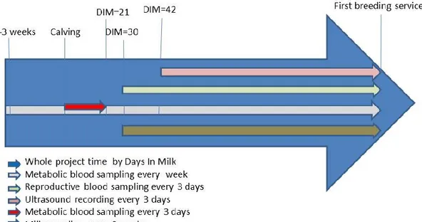 Figure 3.1 Schematic presentation of project timetable for 24 multiparous Holstein  dairy, regrouped in 12 blocks of 2 cows; one control and one treated, starting 3  weeks precalving until the first breeding service, approximately 8 weeks, 