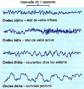 Figure 3.2 Exemple de fréquences du signal EEG 