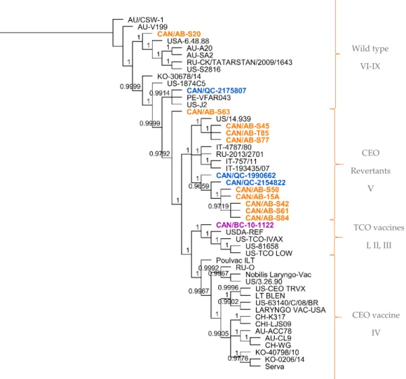 Figure 1. Phylogenetic tree of the full genome sequences of 50 ILTV strains from different  geographical regions