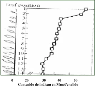 Figura Nº 2. Distribución del contenido  de indican como una función de la  posición de la hoja