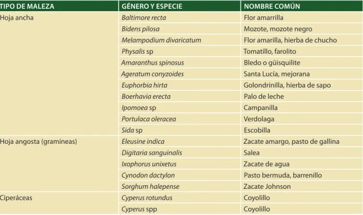 Cuadro 5. Principales malezas que afectan el cultivo de maíz