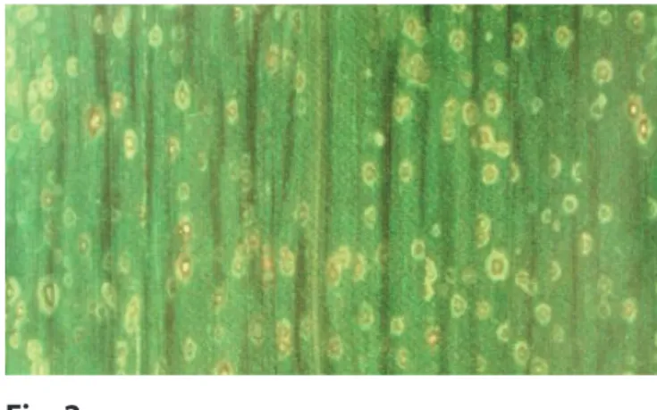 Fig. 2 Mancha foliar por Curvularia lunata. 