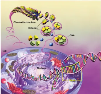 Figure 1.2: Histone proteins aid in the packaging of DNA into the cell nucleus. 