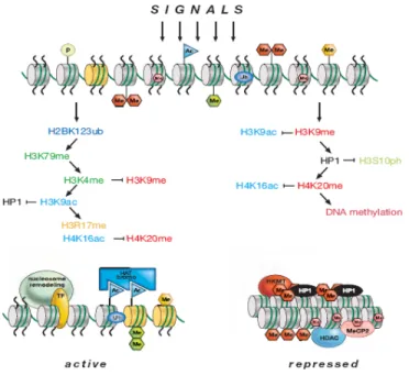 Figure 1.7: Histone PTMs are a series of synchronized events working synergistically or  antagonistically to generate active (left) or repressed (right) chromatin states