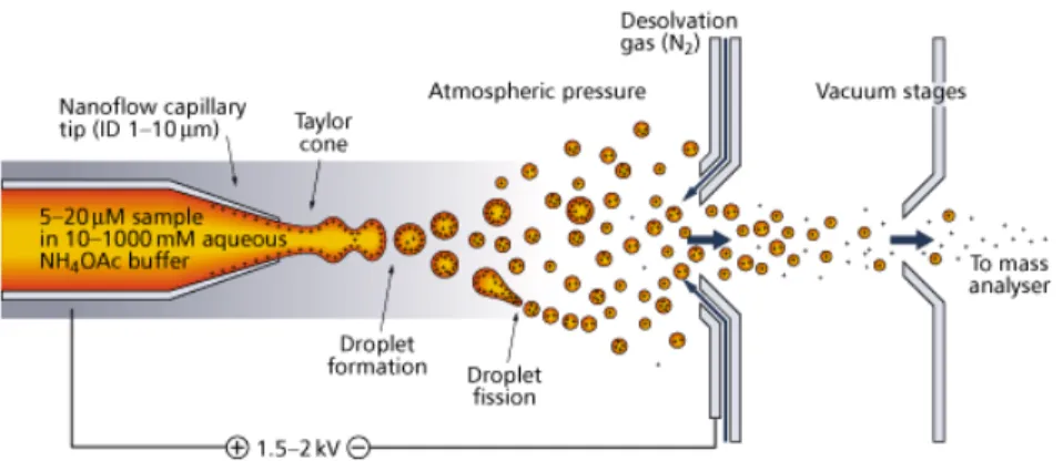 Figure 1.10: A close-up view of the formation of gas phase ions during electrospray  ionization