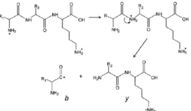 Figure 1.14: The CID fragmentation mechanism demonstrating the formation of b- and  y-type ions