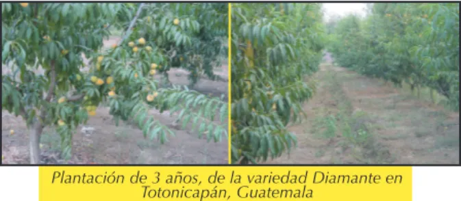 CUADRO 5: Características de las principales variedades de melocotón presentes en  El Salvador y otros países de Centroamérica.
