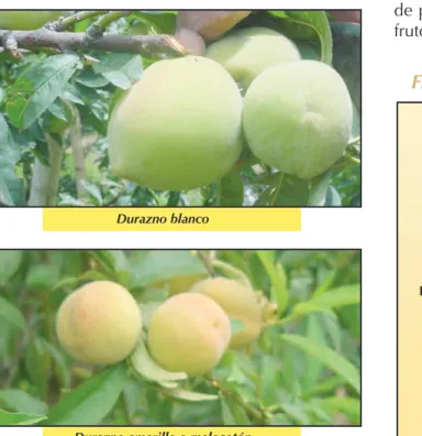 FIGURA 1: Corte del fruto del melocotón