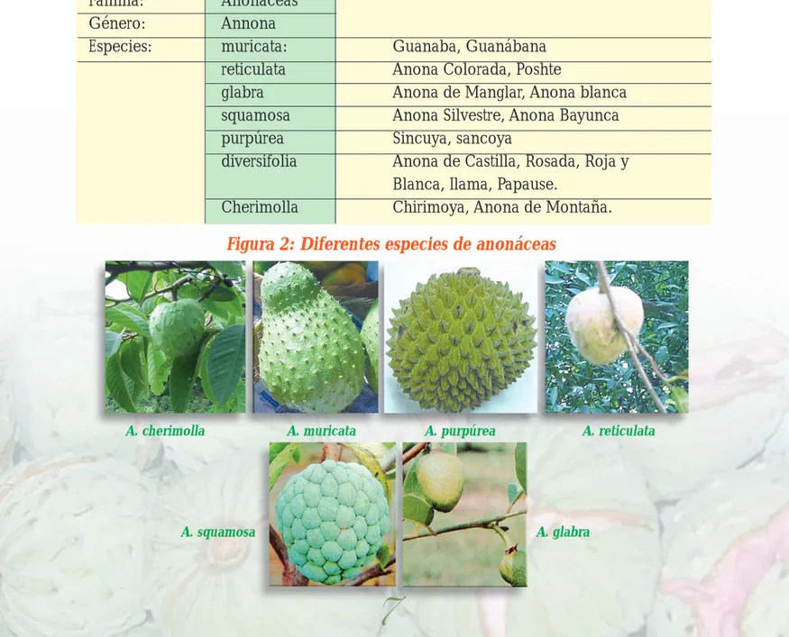 Figura 2: Diferentes especies de anonáceas