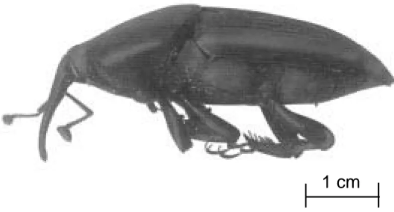 Figura 6:  Picudo del Cocotero ( Rhynchophorus palmarum L .)