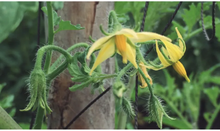 Figura 15. Racimo floral polinizado con formación de fruto. Alajuela, Costa Rica, 2015.