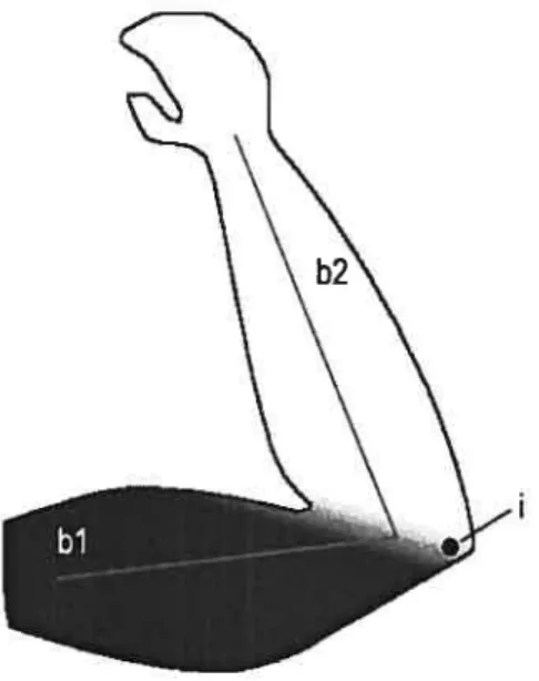 FIG. 2.2 — Illustration, en tons de gris, du poids de l’os b2 en fonction de la position sur le bras