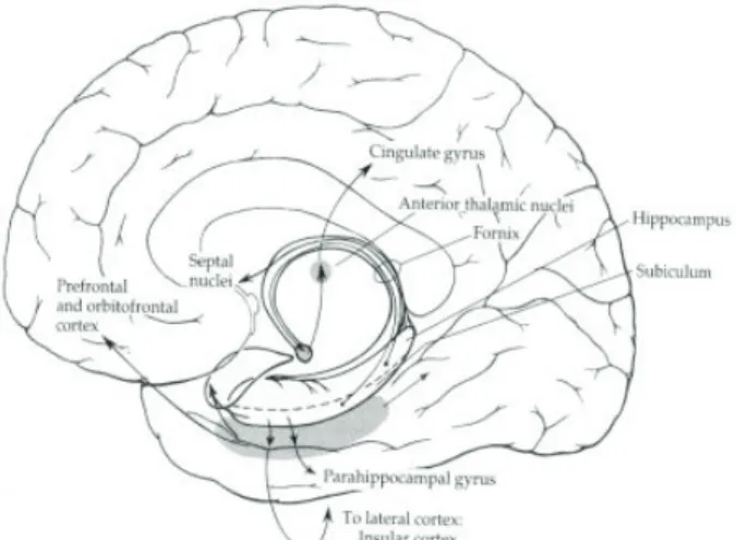 FIGURE 3 Coupe sagittale du cerveau avec l’hippocampe et le gyrus  parahippocampique. Tiré de Zigmond et al