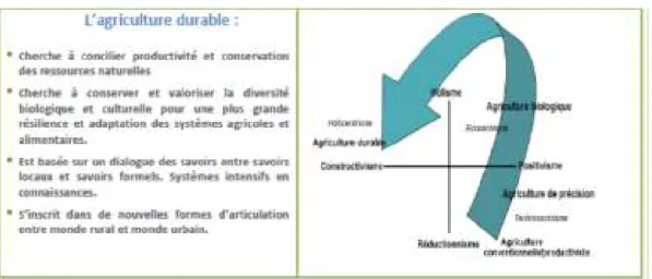 Figure 2. Agriculture durable : le déplacement de paradigme d’une vision réductionniste vers une vision 