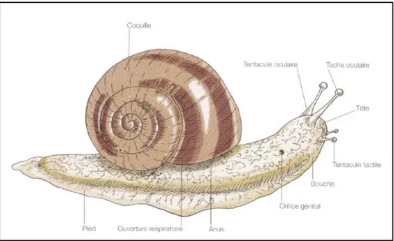 Figure 5 : Anatomie externe de l'escargot (source : Semenuik N. L'élevage des escargots