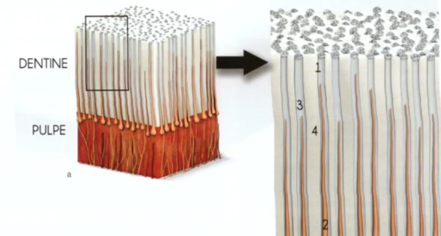 Figure 12 : Complexe dentino-pulpaire (Étienne et al. 2016) 