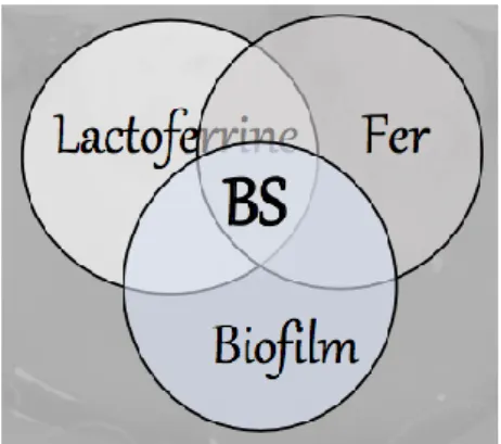 Figure 4 : Hypothèse d’une triade de facteurs interdépendants dans la formation des BS 