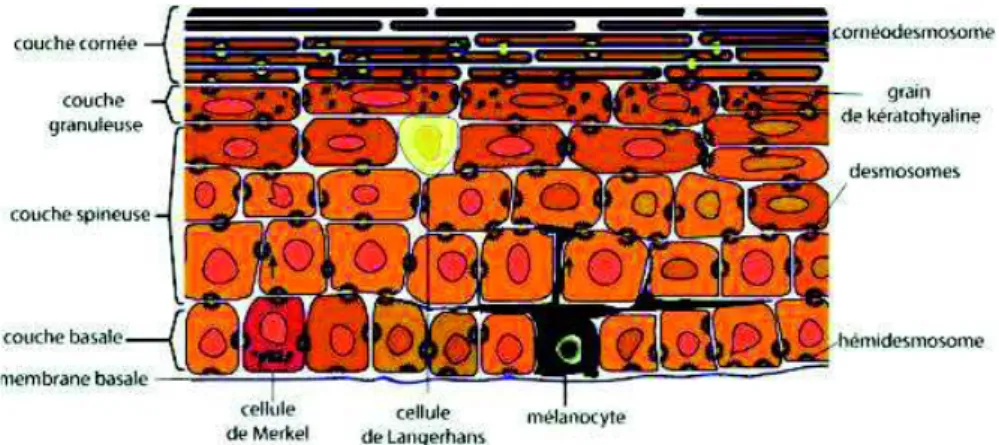 Figure 2 : Représentation des différentes couches de l'épiderme (1) 