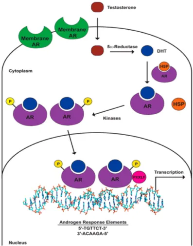 Figure 3. Représentation schématique de l’activation du récepteur aux androgènes par la testostérone (4)   DHT : dihydrotestostérone ; HSP : heat stock protéine : protéine de choc thermique ou protéine chaperonne ;   P : site de phosphorylation ; Fxxlf : c