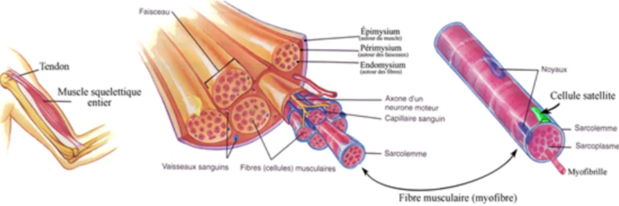 Figure 5. Coupe transversale du muscle squelettique (13) 