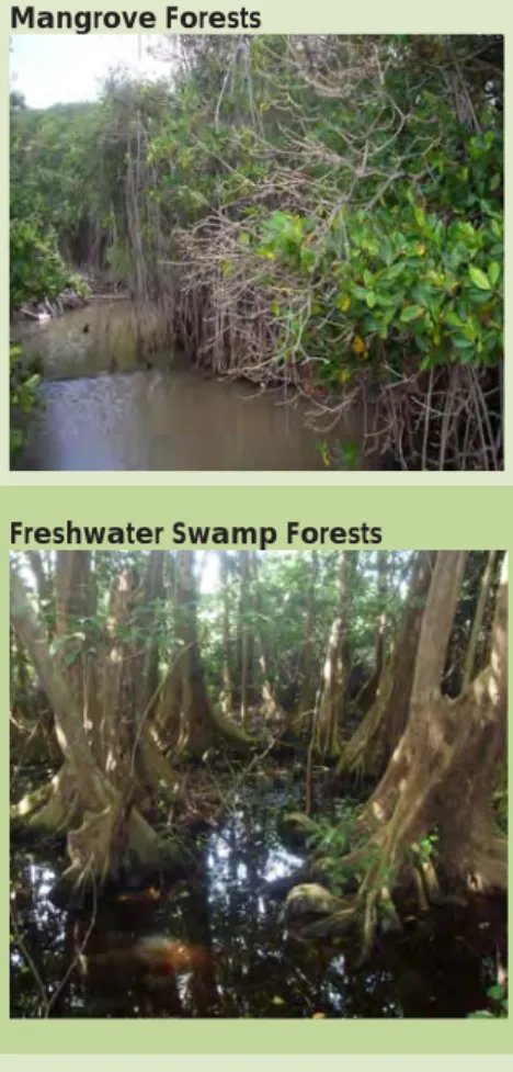 Table 2: Forest Types of the Caribbean