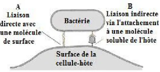 Figure 2. Adhésion bactérienne à la cellule-hôte. La bactérie utilise un récepteur  présent à la surface de la cellule (A) ou utilise l’interaction d’une molécule de l’hôte  avec son récepteur cellulaire pour former un pont entre la bactérie et la cellule-