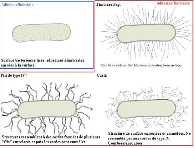 Figure  3.  Schématisation  de  divers  types  d’adhésines.    Adapté  de  Finlay  and  Caparon, 2005 (52)