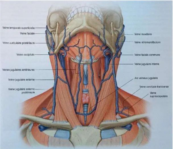 Figure 2 : Drainage veineux de la face 