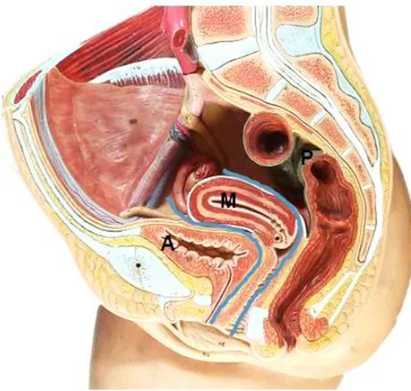 Figure 3. Coupe sagittale du pelvis : 3 compartiments  