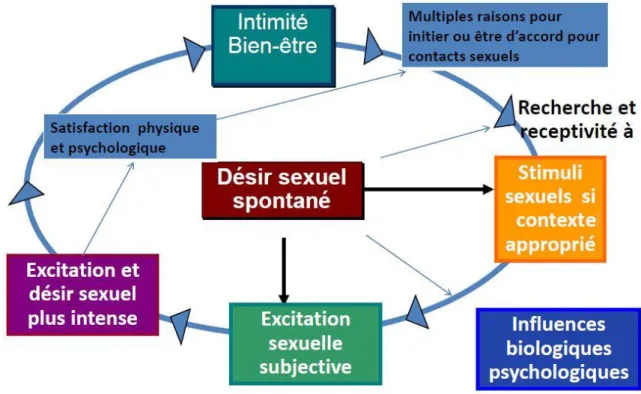 Figure 6. Représentation circulaire des différentes phases de la réponse sexuelle  féminine lors d’une rencontre « potentiellement » sexuelle, d’après R