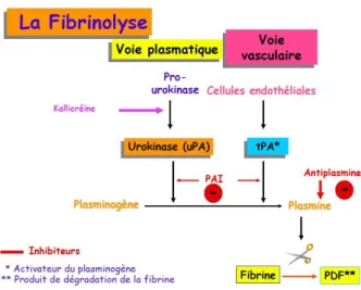 Figure 6 : schéma simplifiée des voies de la fibrinolyse 