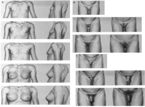 Figure 11 : Stade de maturation sexuelle (d'après Tanner) : A. Développement mammaire,  B : Développement des poils pubiens, C : Développement des organes génitaux externes chez le garçon (17) 