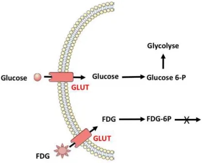 Figure 6. Schématisation du métabolisme glucidique cellulaire et du métabolisme cellulaire du  18 FDG