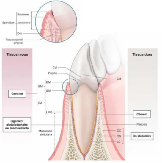Figure 1 : Schéma des quatre composants du parodonte   